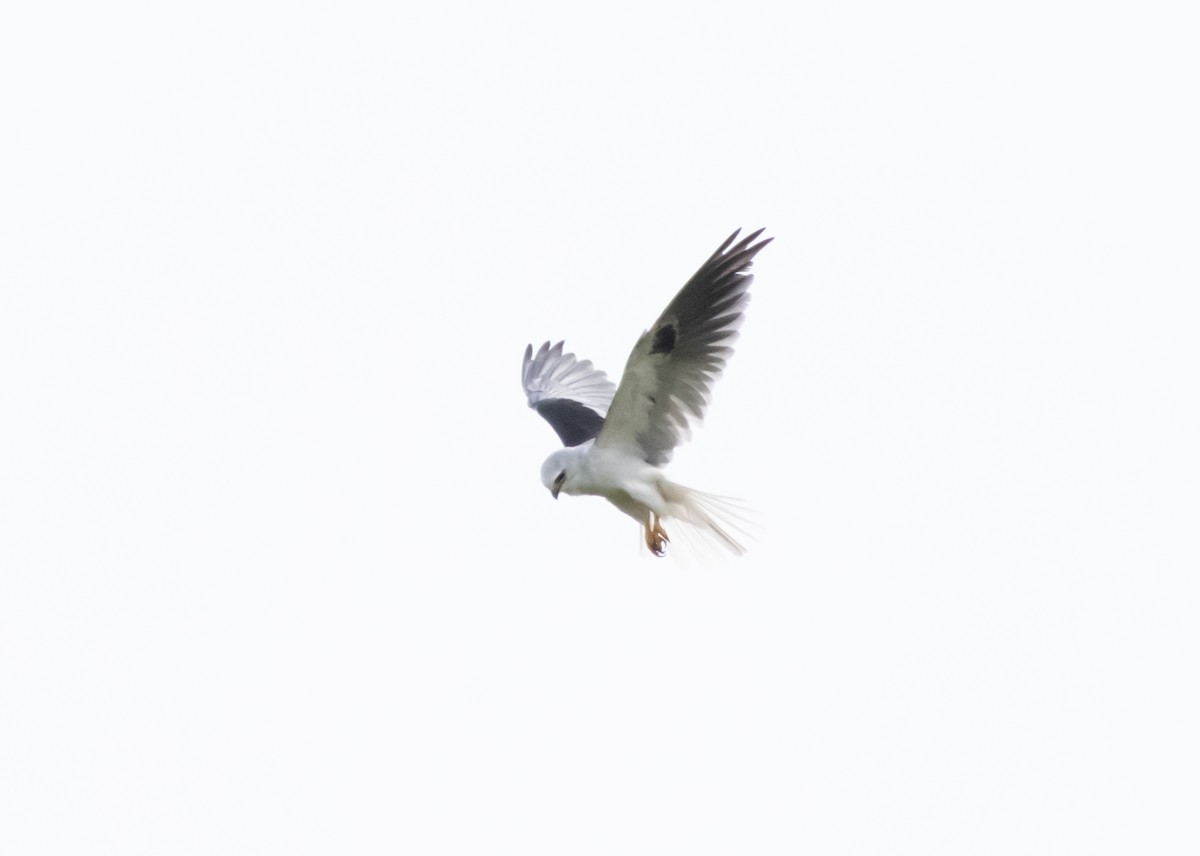 White-tailed Kite - ML643993945