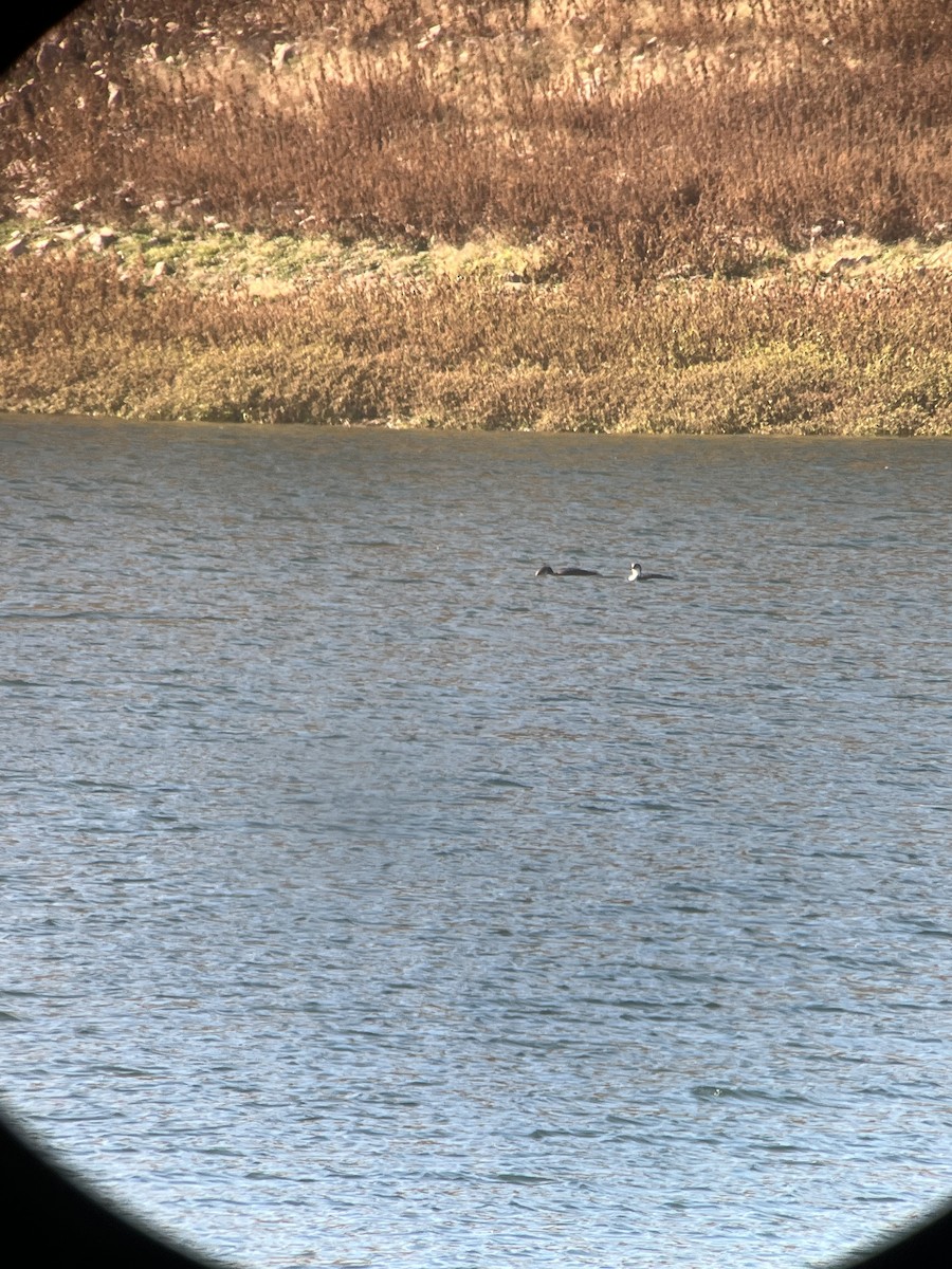 Pacific Loon - ML643993948