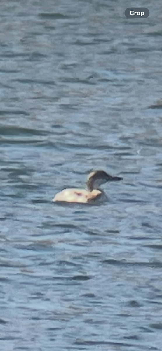 Pacific Loon - ML643993949