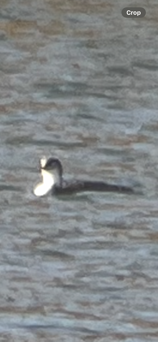 Pacific Loon - ML643993950