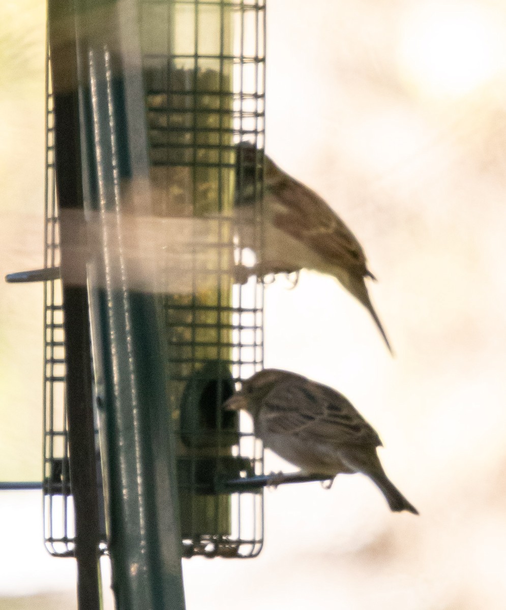 House Sparrow - ML643993951