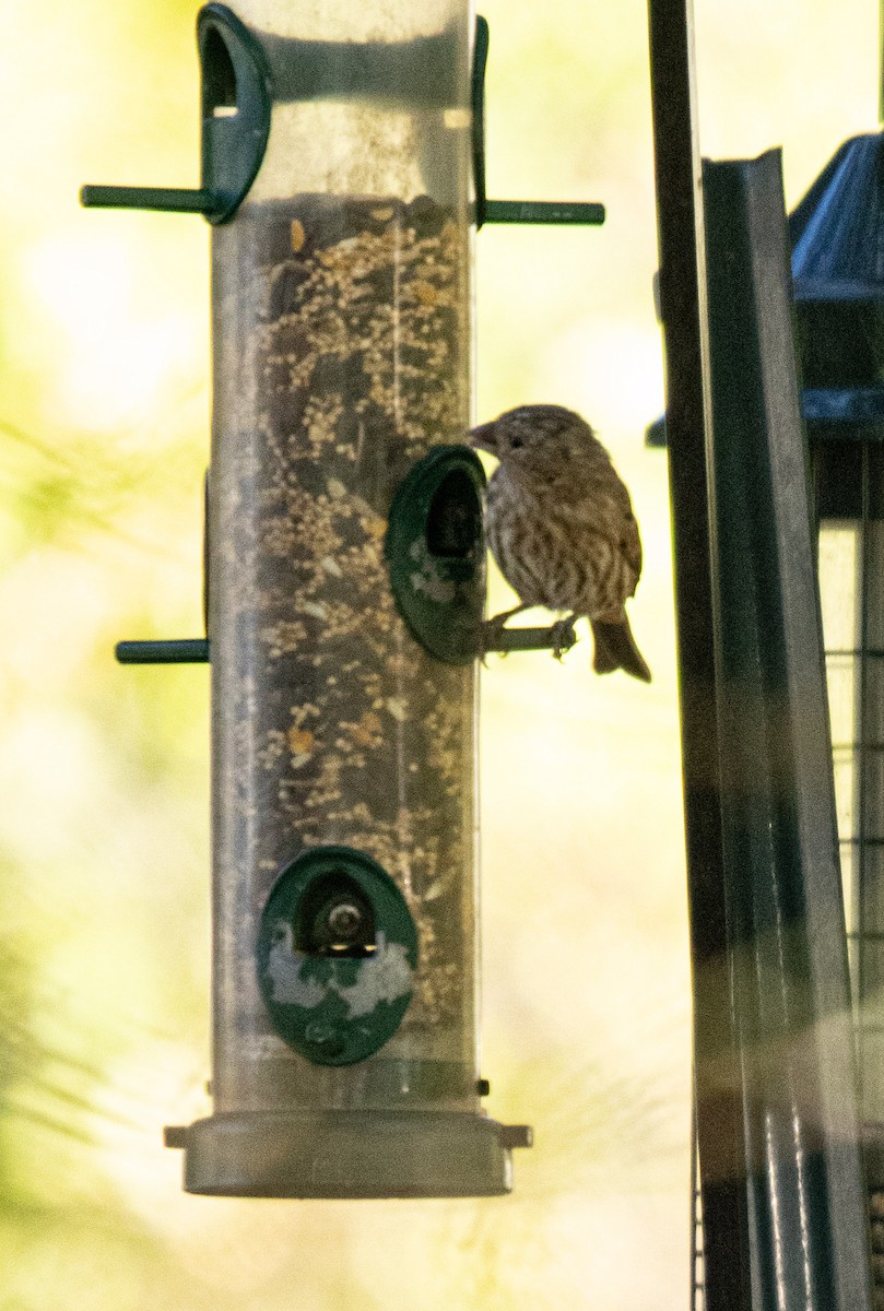 House Finch - ML643993960