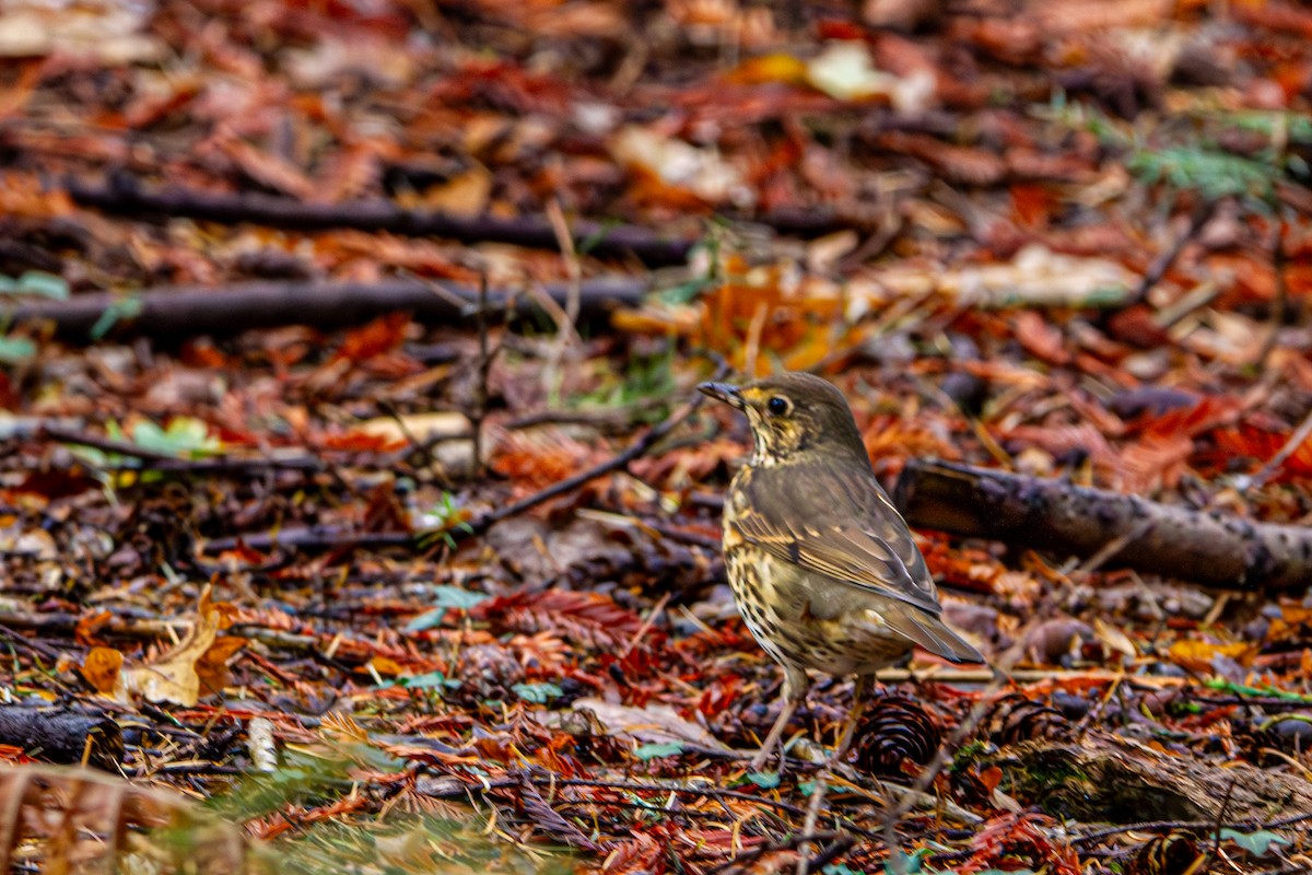 Song Thrush - ML643993964