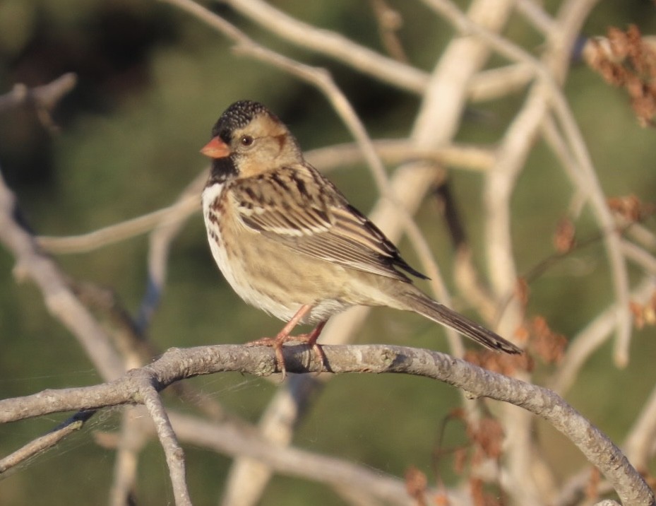 Harris's Sparrow - ML643993977