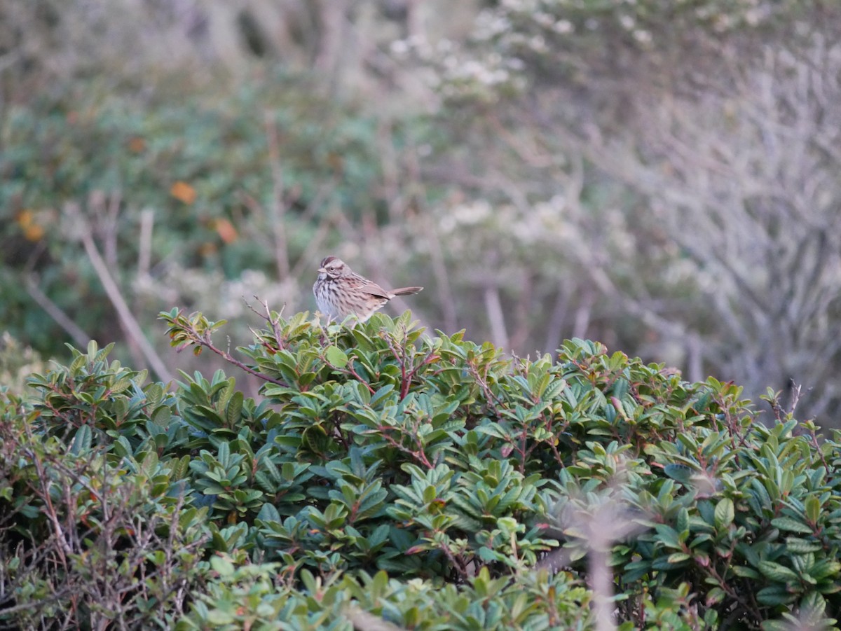 Lincoln's Sparrow - ML643993990