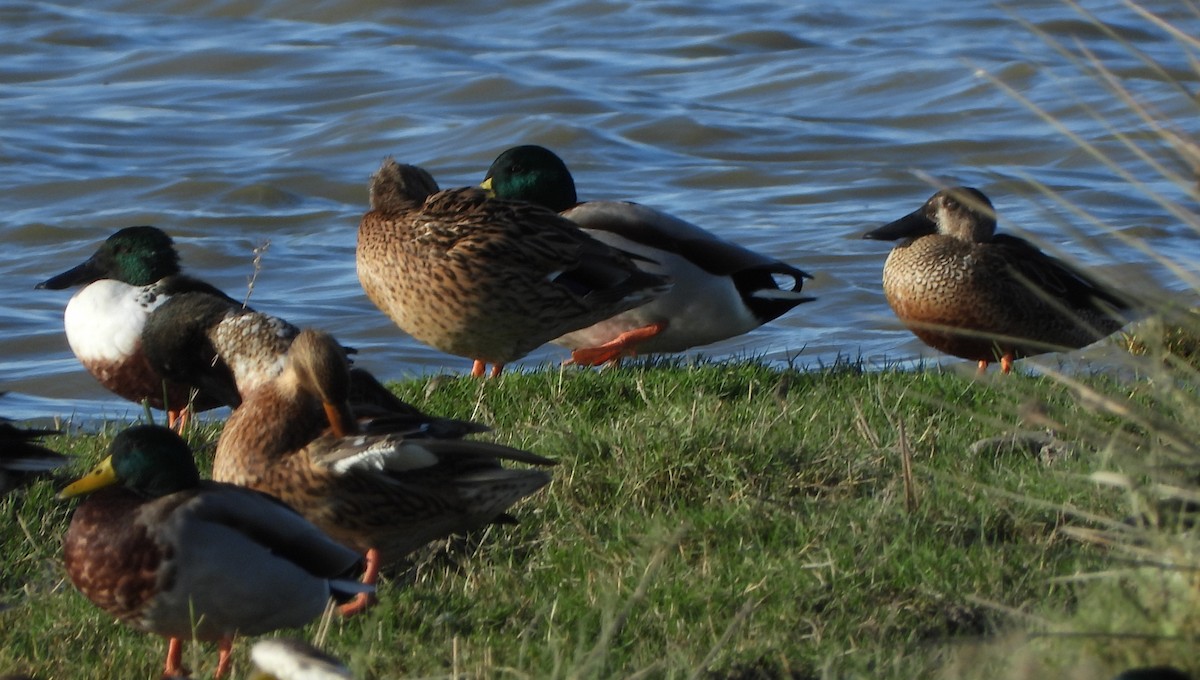 Canard souchet - ML643994006