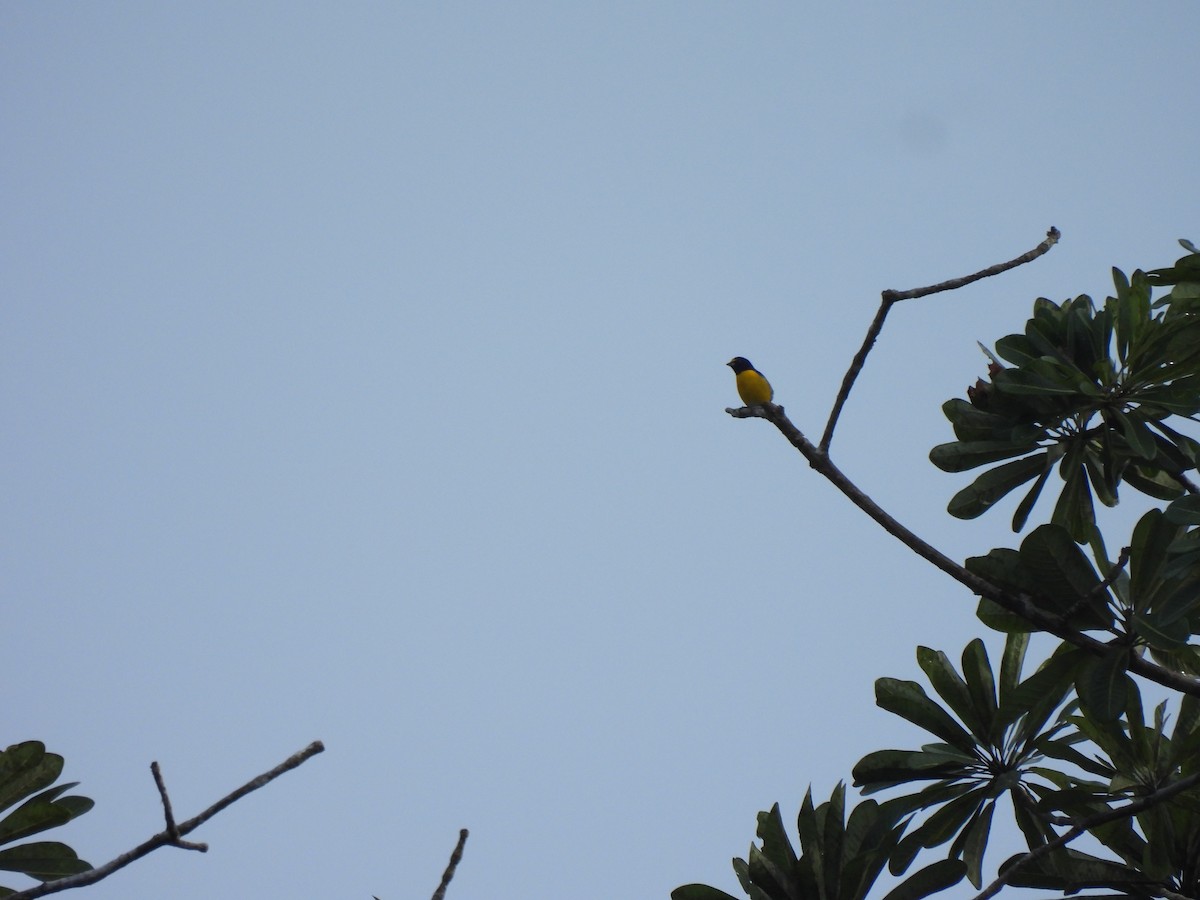 White-vented Euphonia - ML643994017