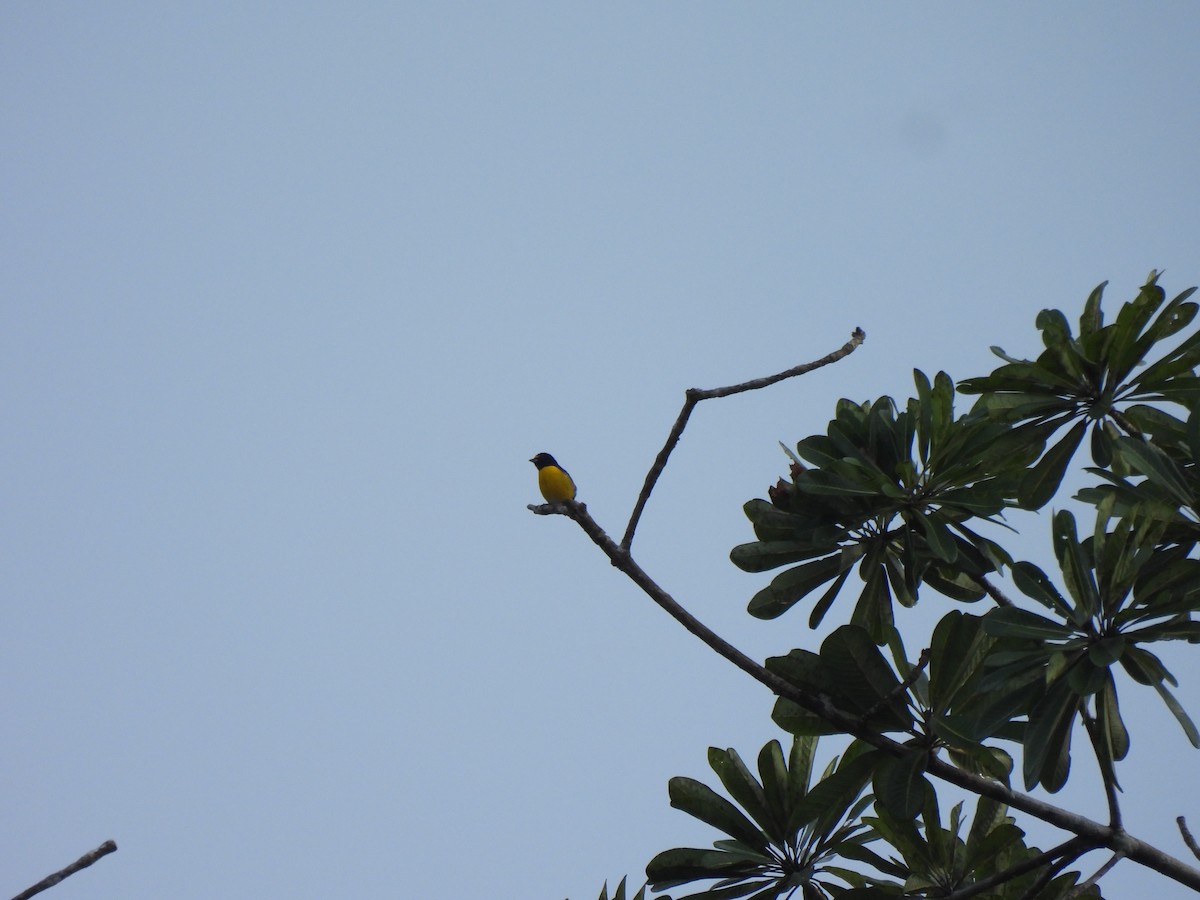 White-vented Euphonia - ML643994018