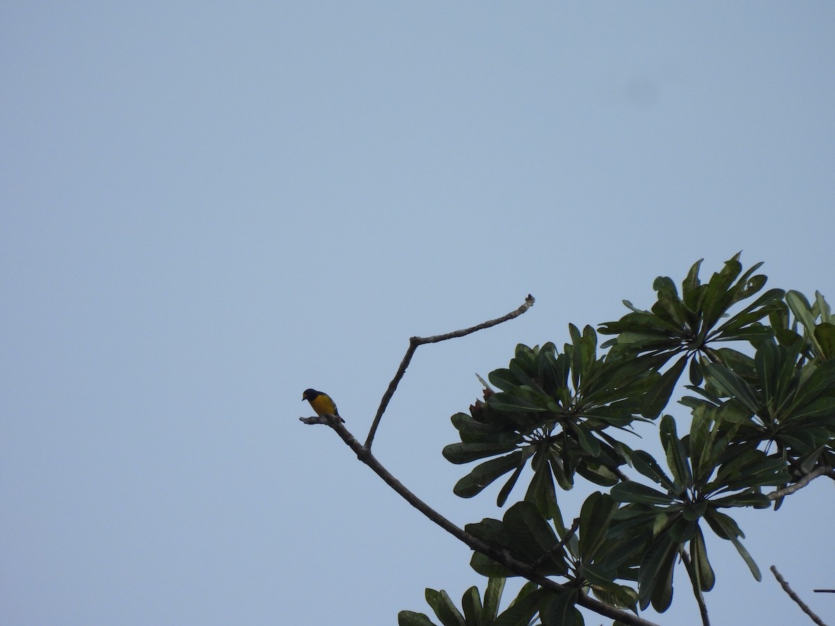 White-vented Euphonia - ML643994019