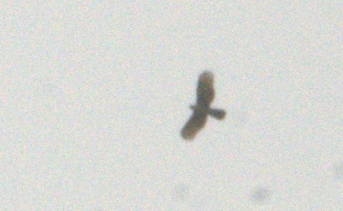 Hook-billed Kite - ML643994028