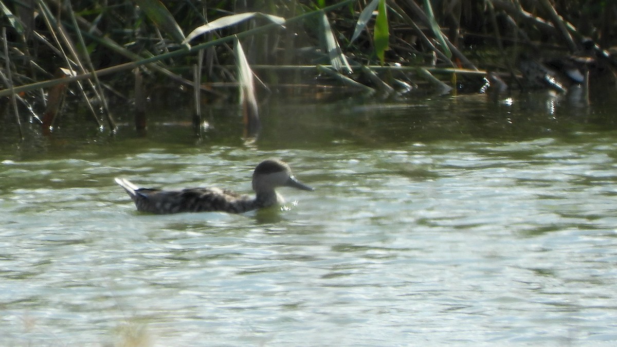 Marbled Duck - ML643994043