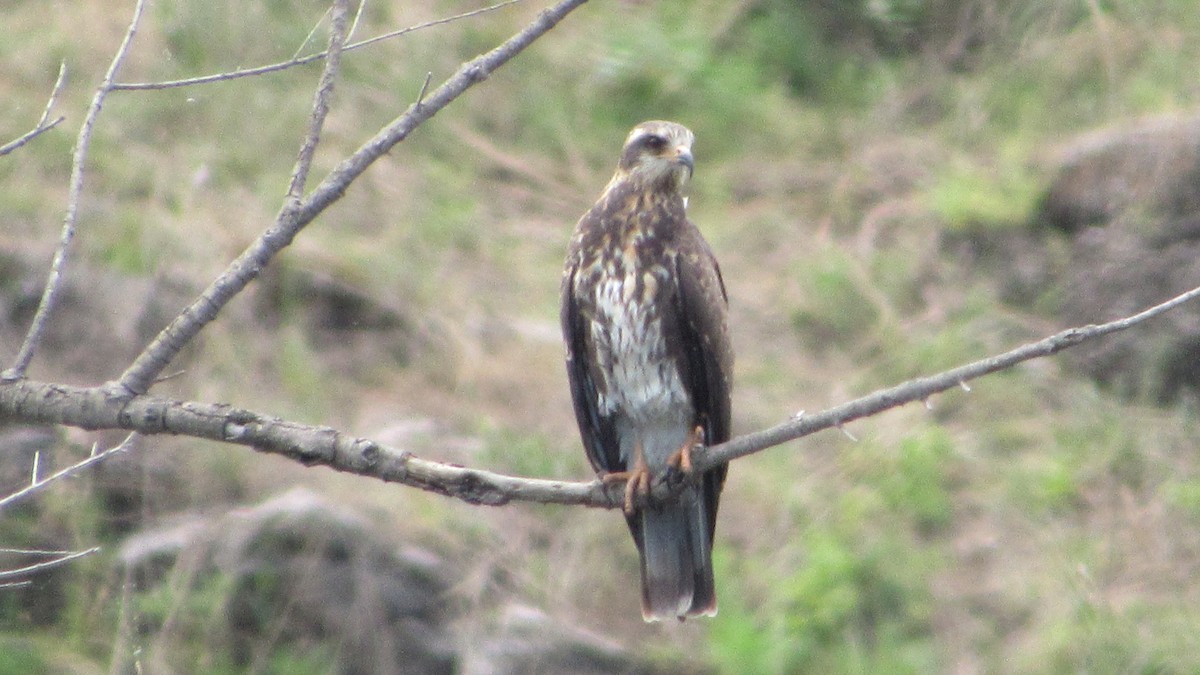 Snail Kite - ML643994055