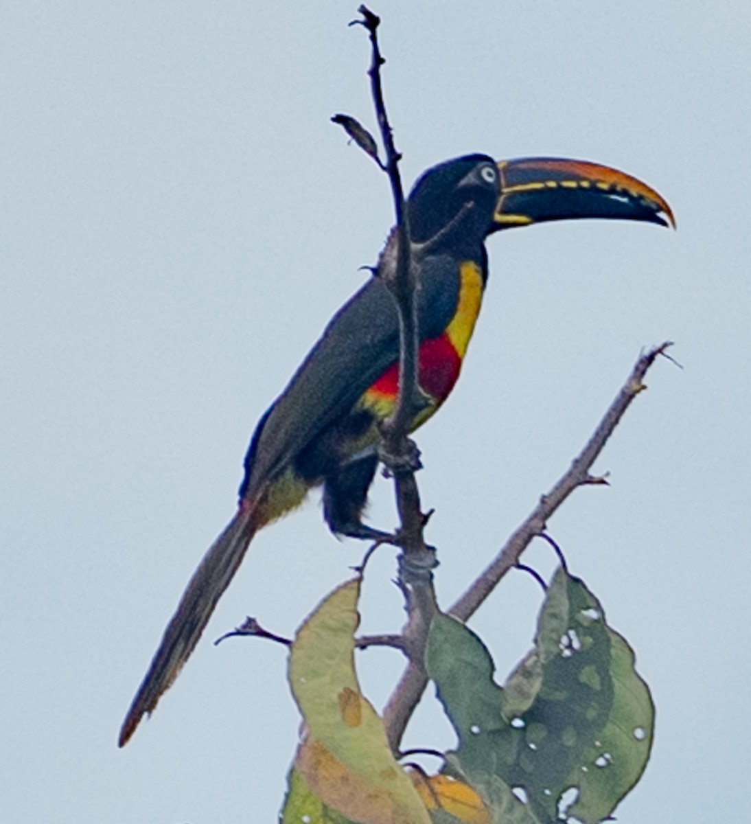 Araçari à oreillons roux - ML643994080