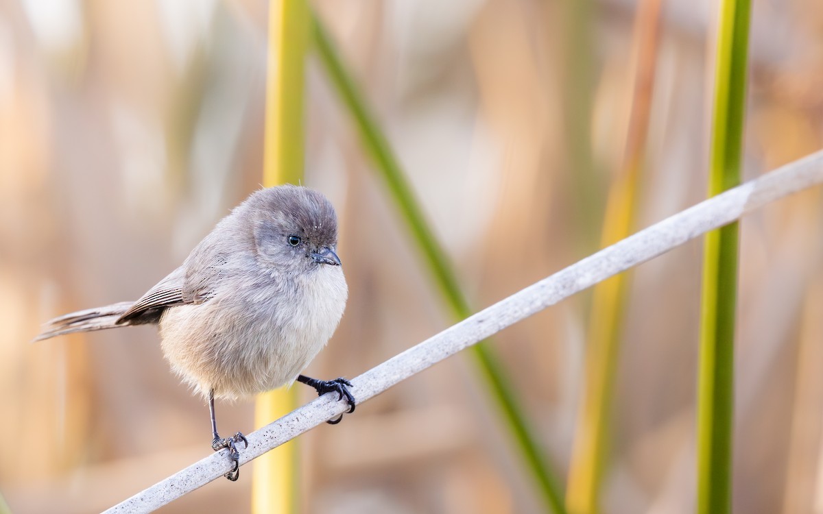 Bushtit - ML643994104