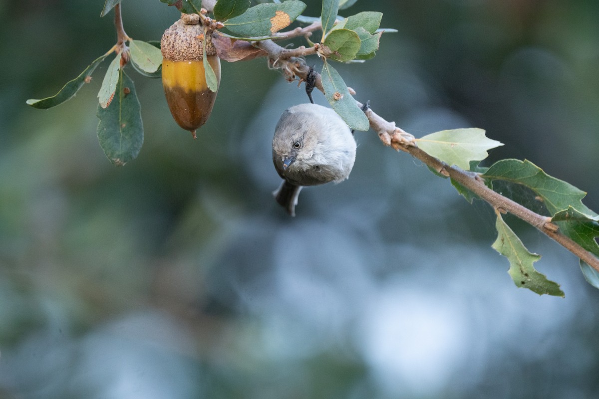Bushtit - ML643994105