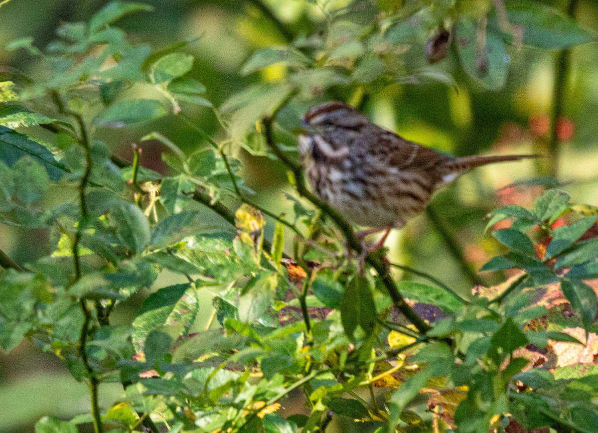 Singammer - ML643994138