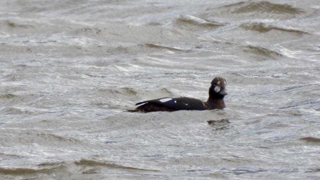 Harlequin Duck - ML643994173