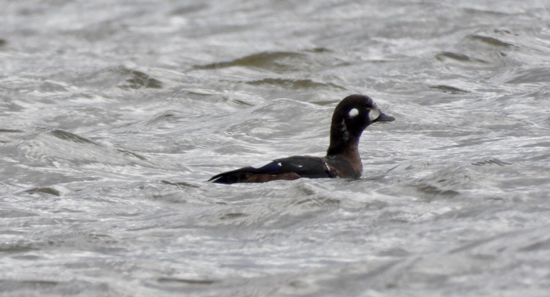 Harlequin Duck - ML643994174