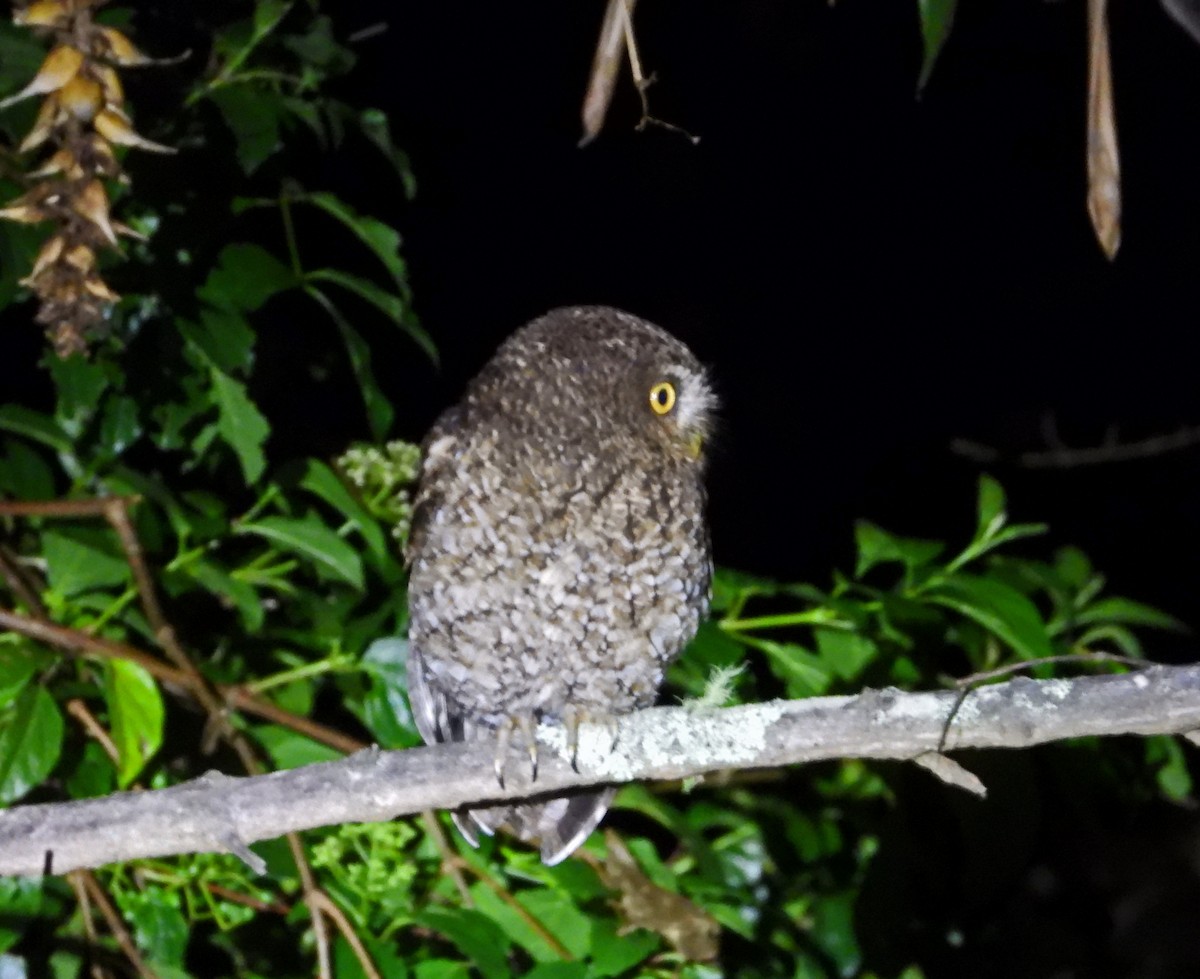 Bare-shanked Screech-Owl - ML643994183