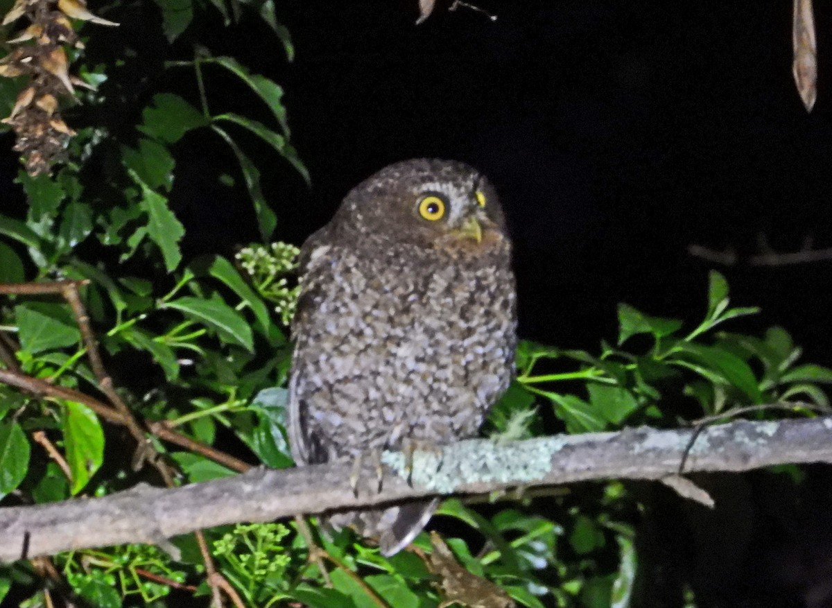 Bare-shanked Screech-Owl - ML643994193