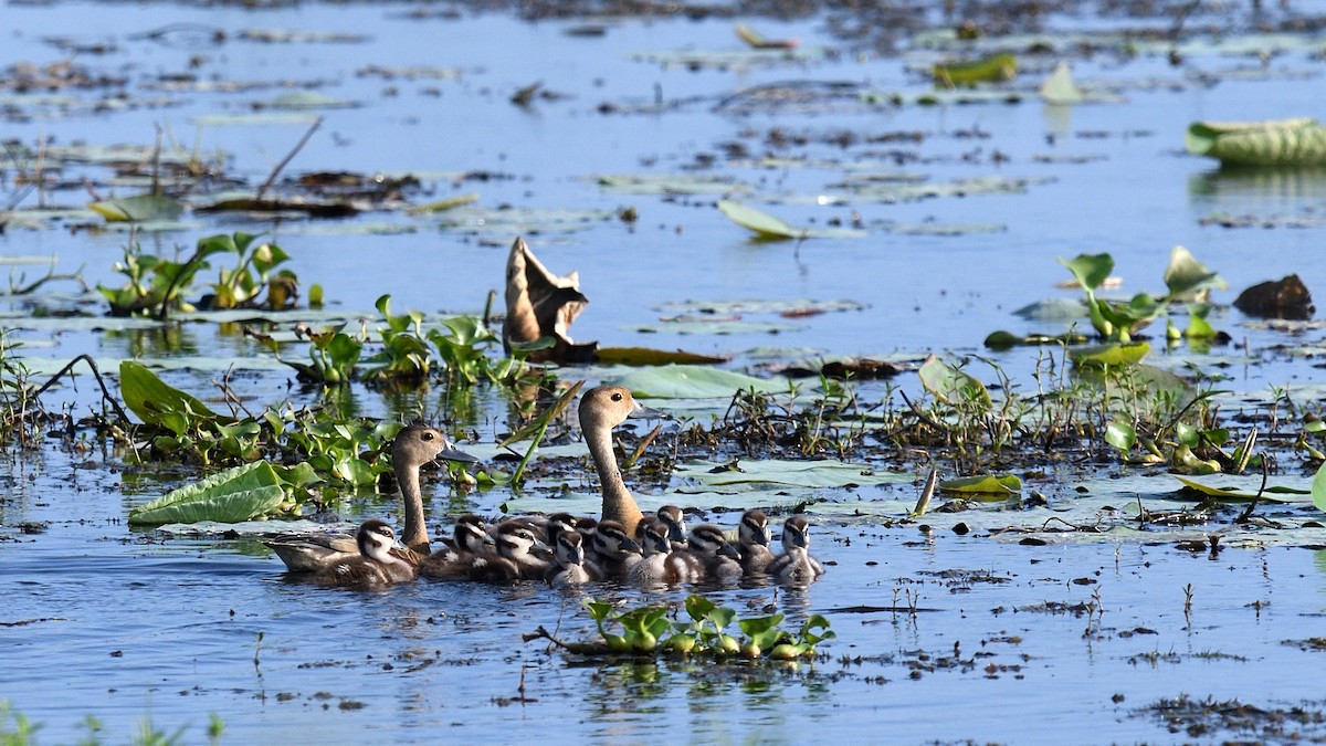 Lesser Whistling-Duck - ML643994222