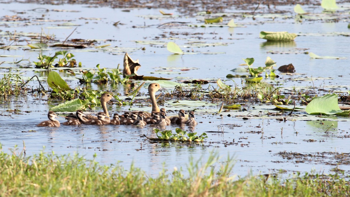 Dendrocygne siffleur - ML643994223