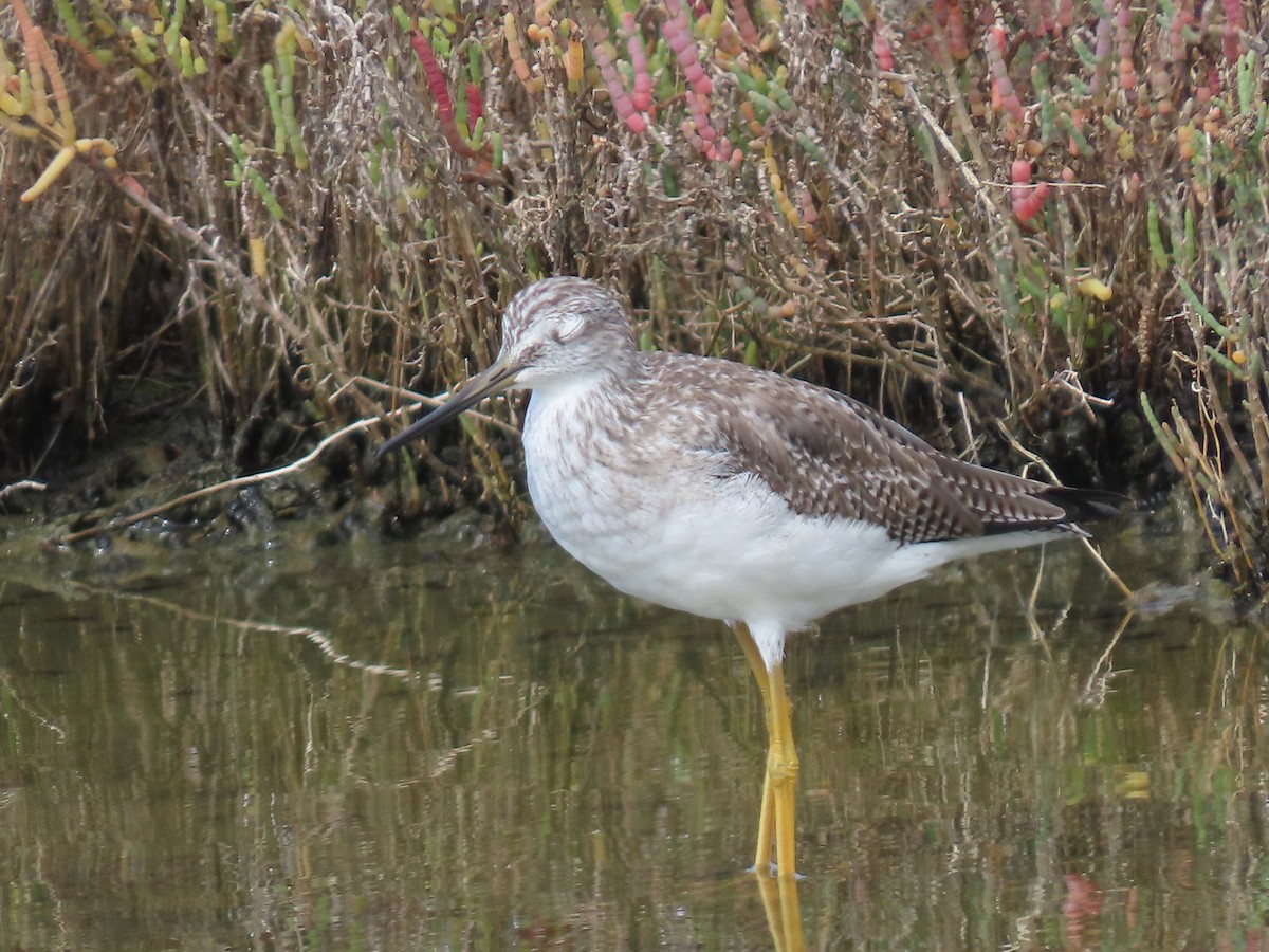 Greater Yellowlegs - ML643994241