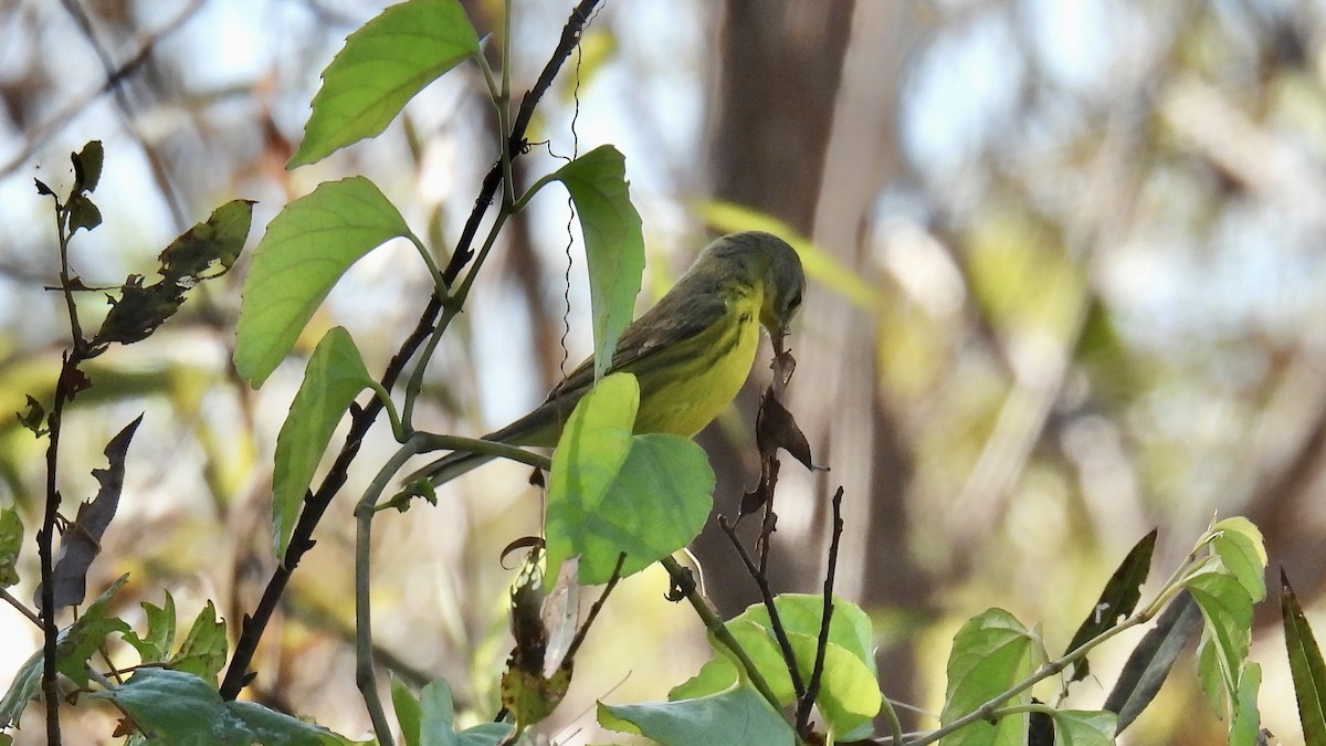 Prairie Warbler - ML643994242