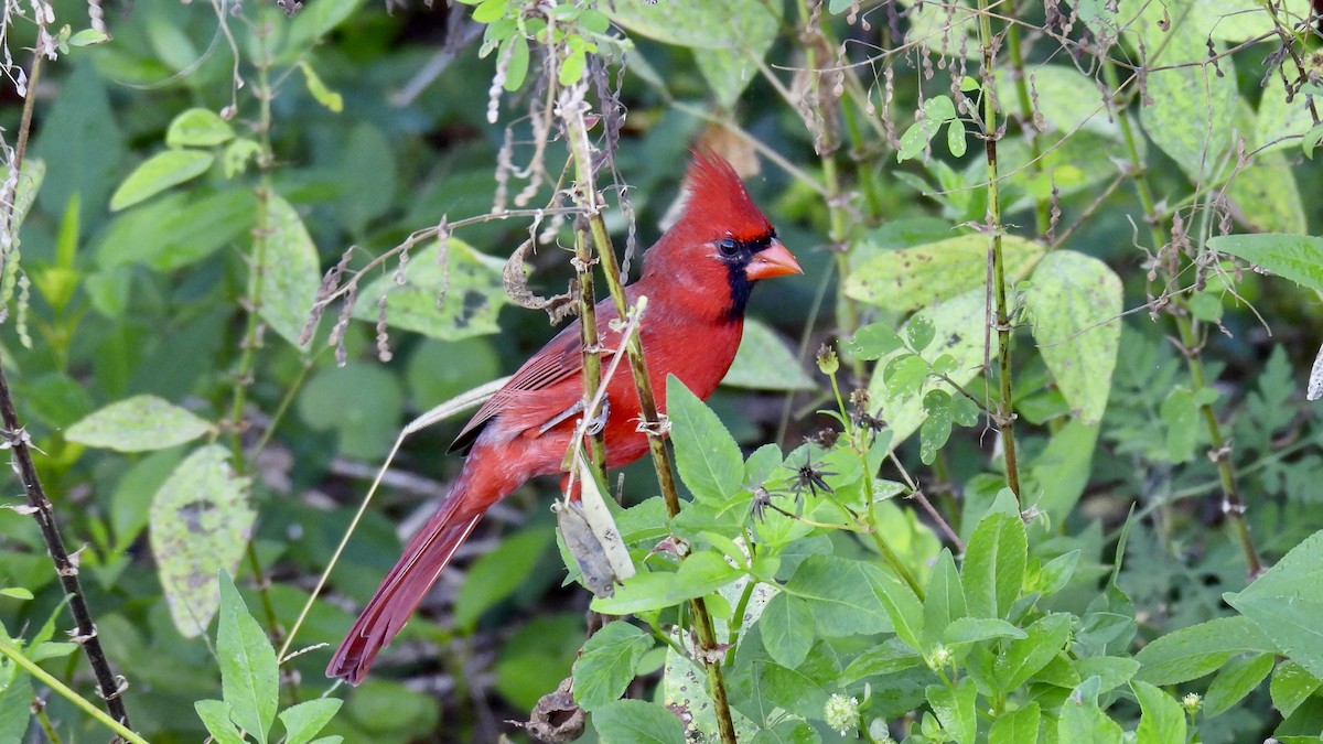 Northern Cardinal - ML643994250