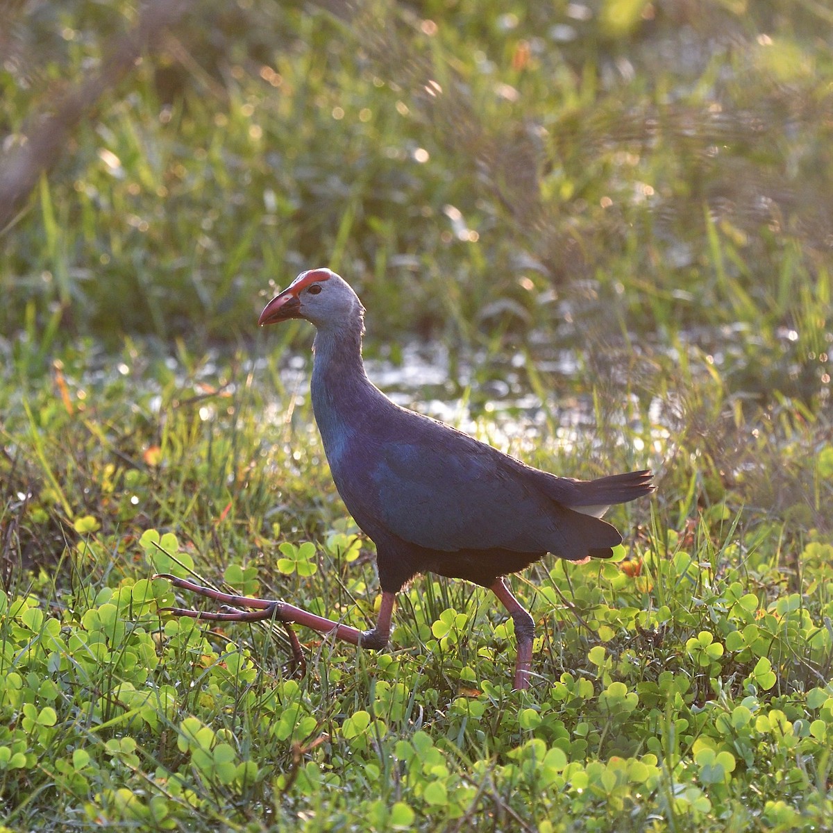 Gray-headed Swamphen - ML643994251