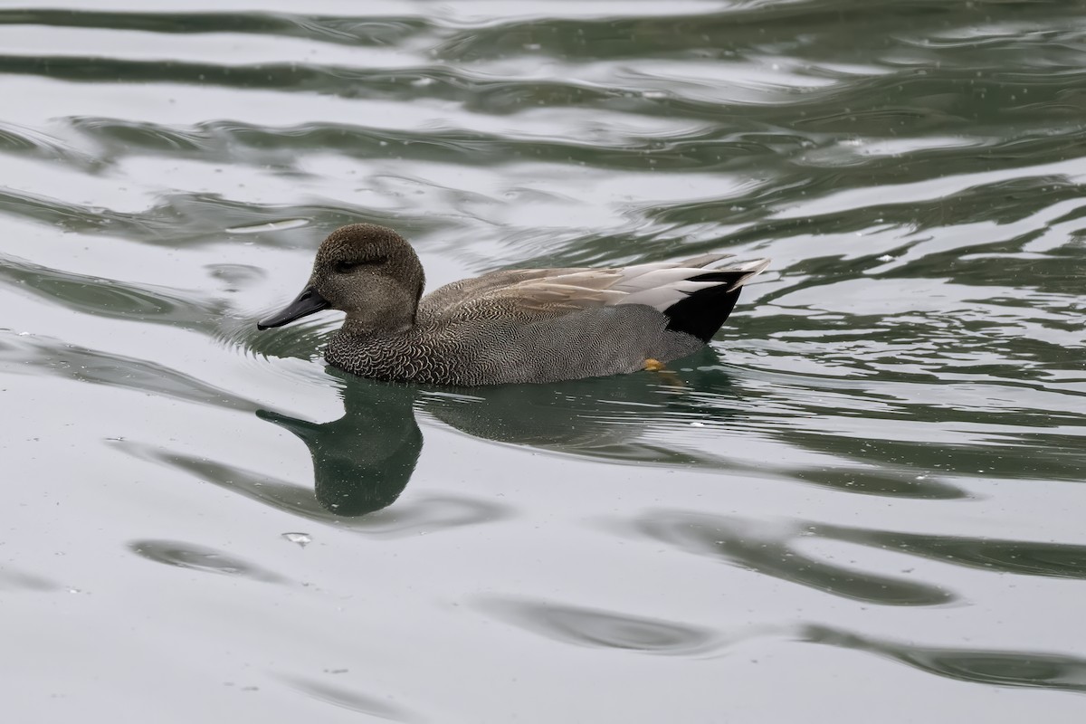 Gadwall - ML643994252