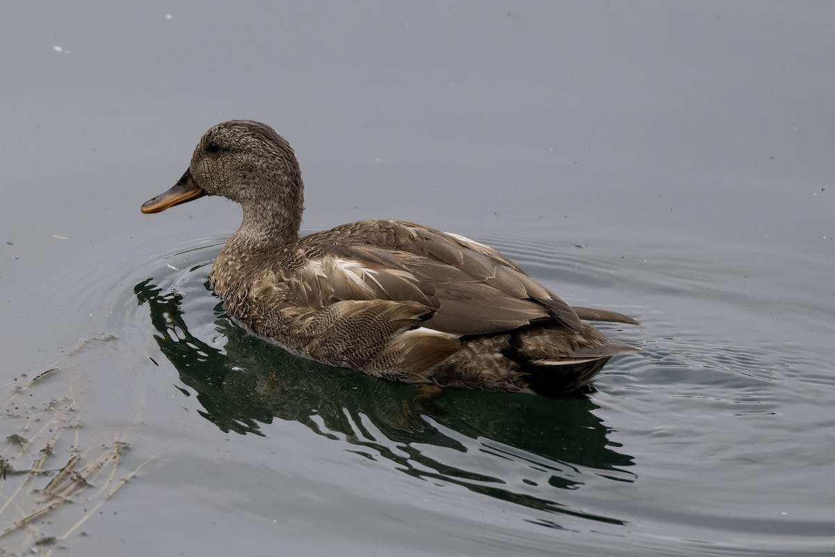 Gadwall - ML643994253