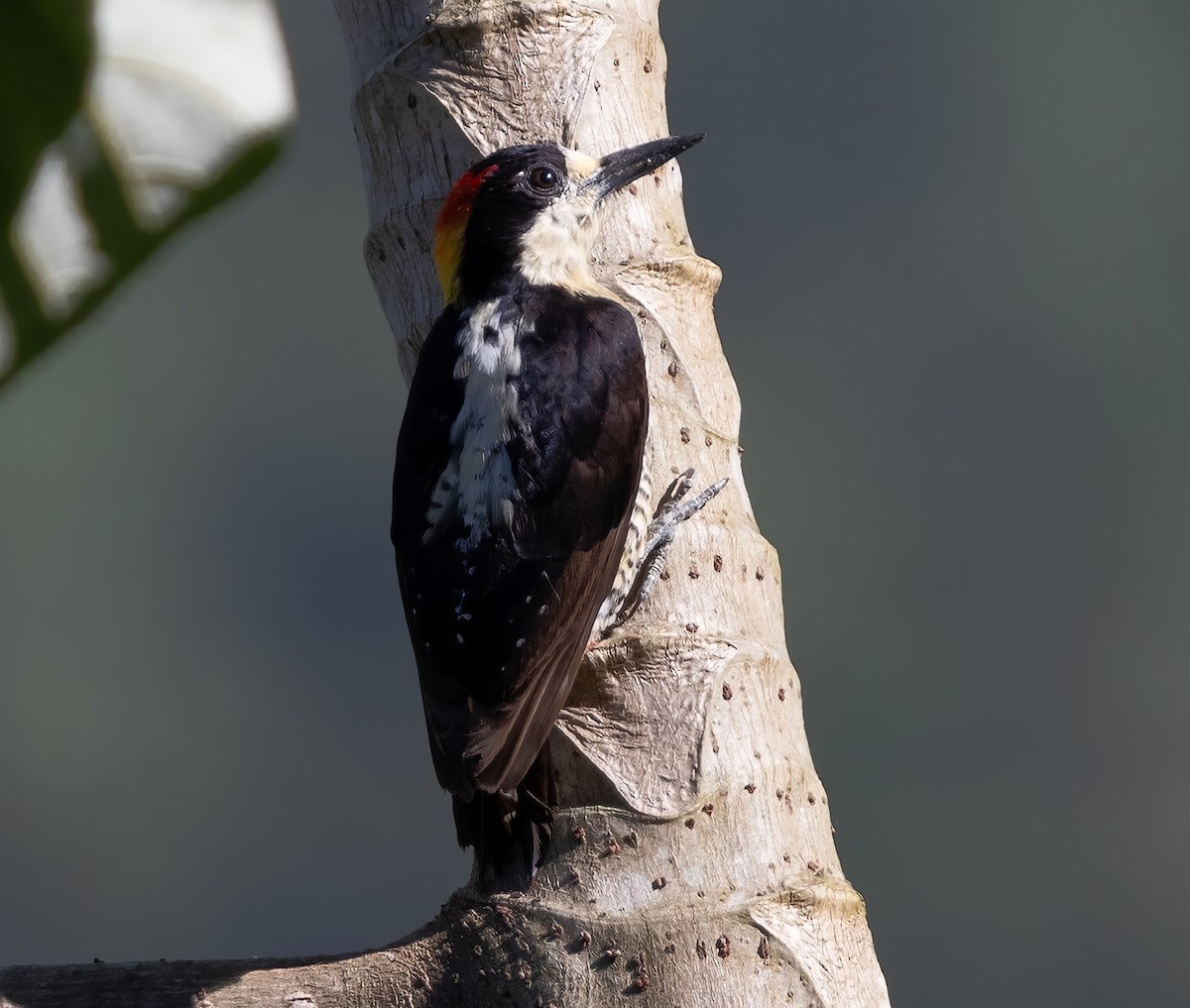 Beautiful Woodpecker - ML643994255