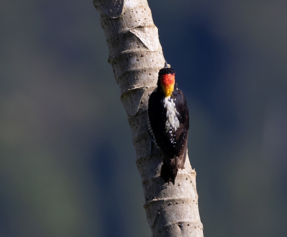Beautiful Woodpecker - ML643994256