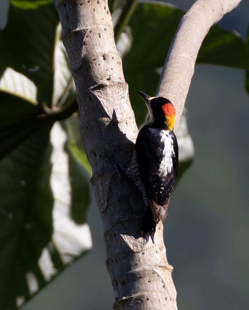 Beautiful Woodpecker - ML643994257