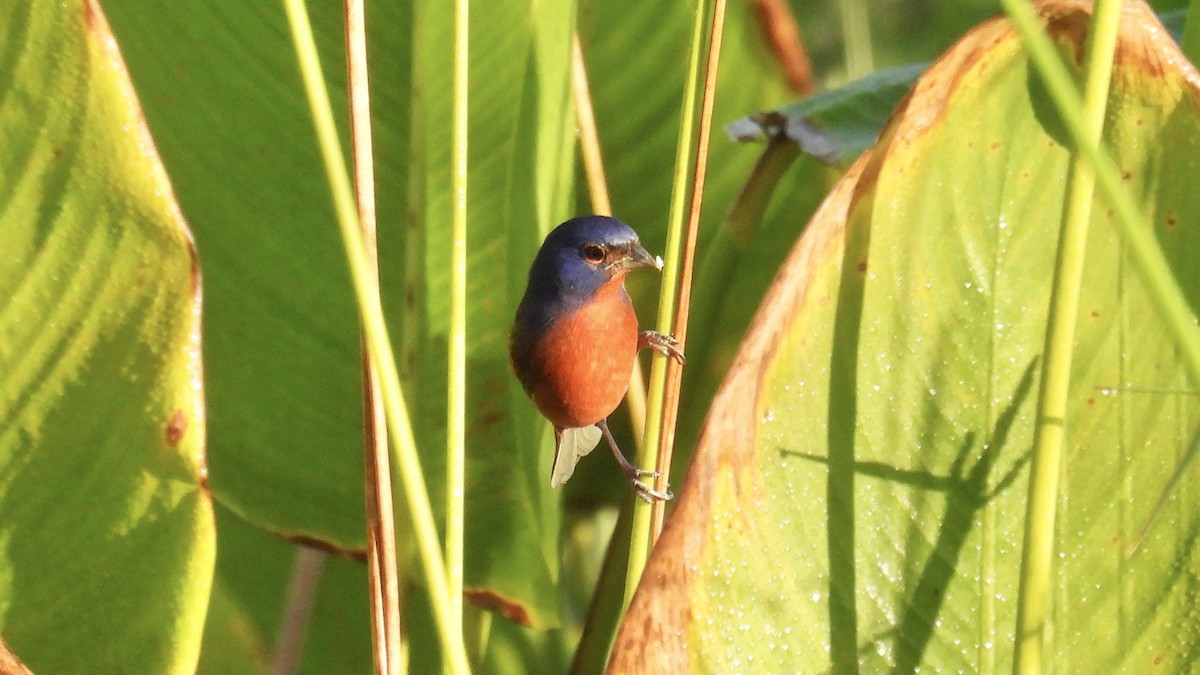 Painted Bunting - ML643994261