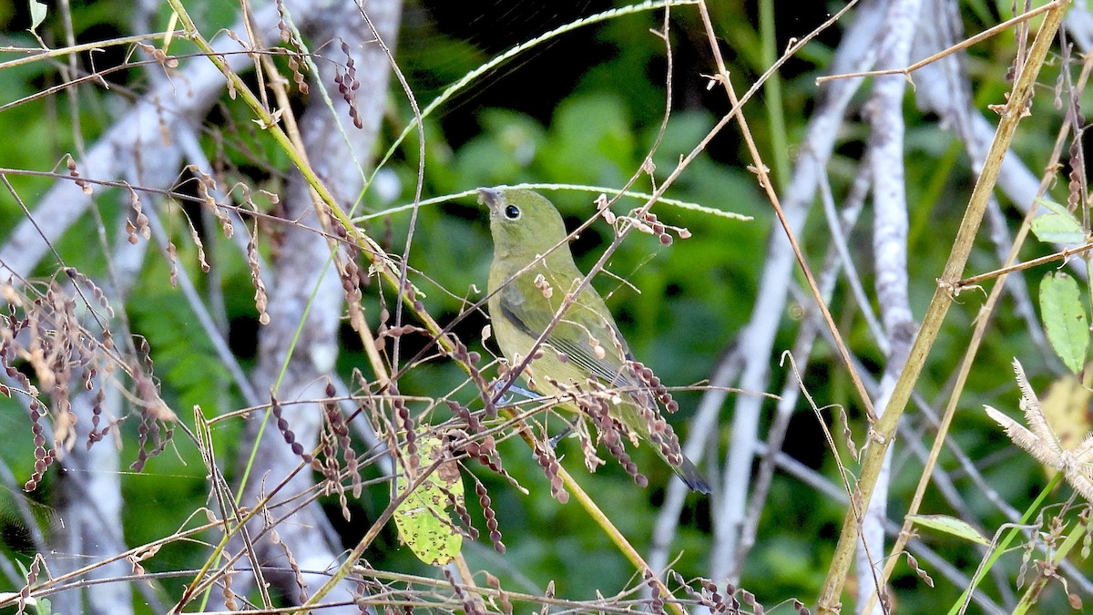 Painted Bunting - ML643994262