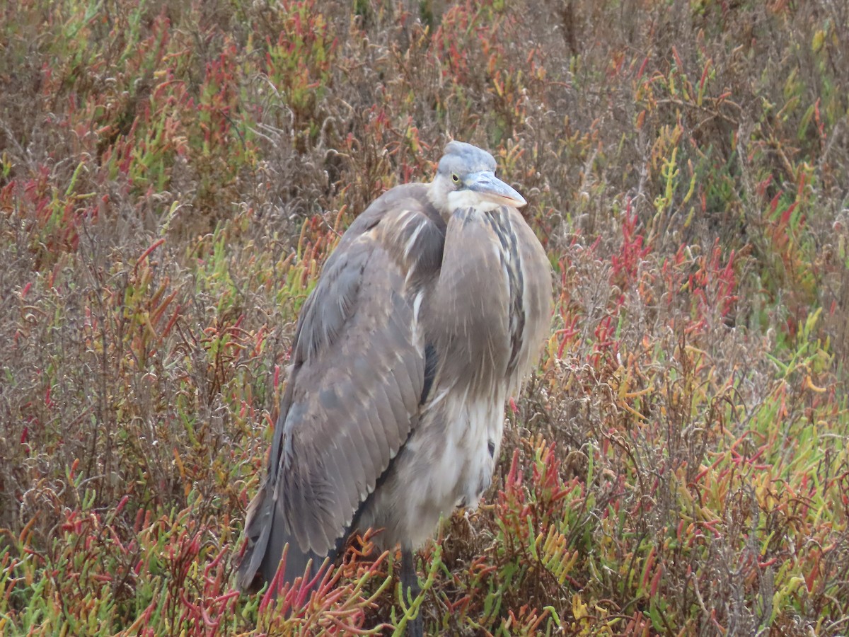 Great Blue Heron - ML643994267