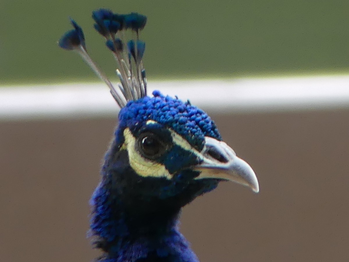 Indian Peafowl (Domestic type) - ML643994270
