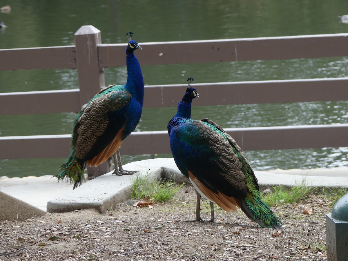 Indian Peafowl (Domestic type) - ML643994271