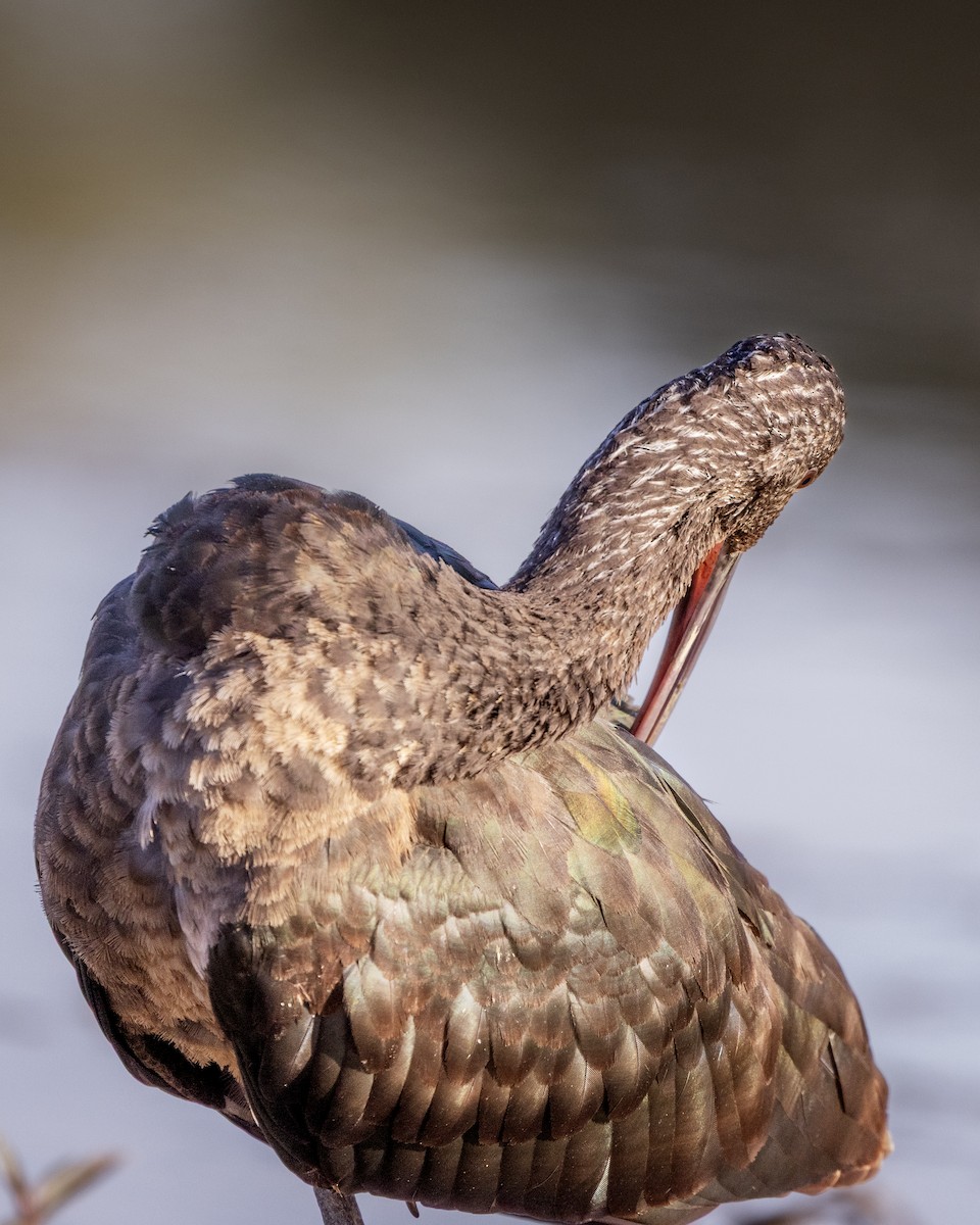 Glossy/White-faced Ibis - ML643994281
