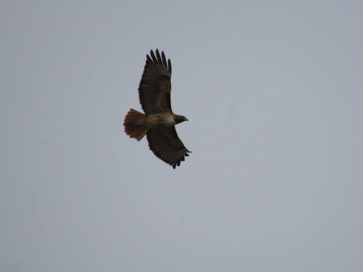 Red-tailed Hawk - ML643994285