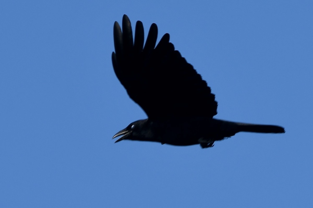 American Crow - ML643994290