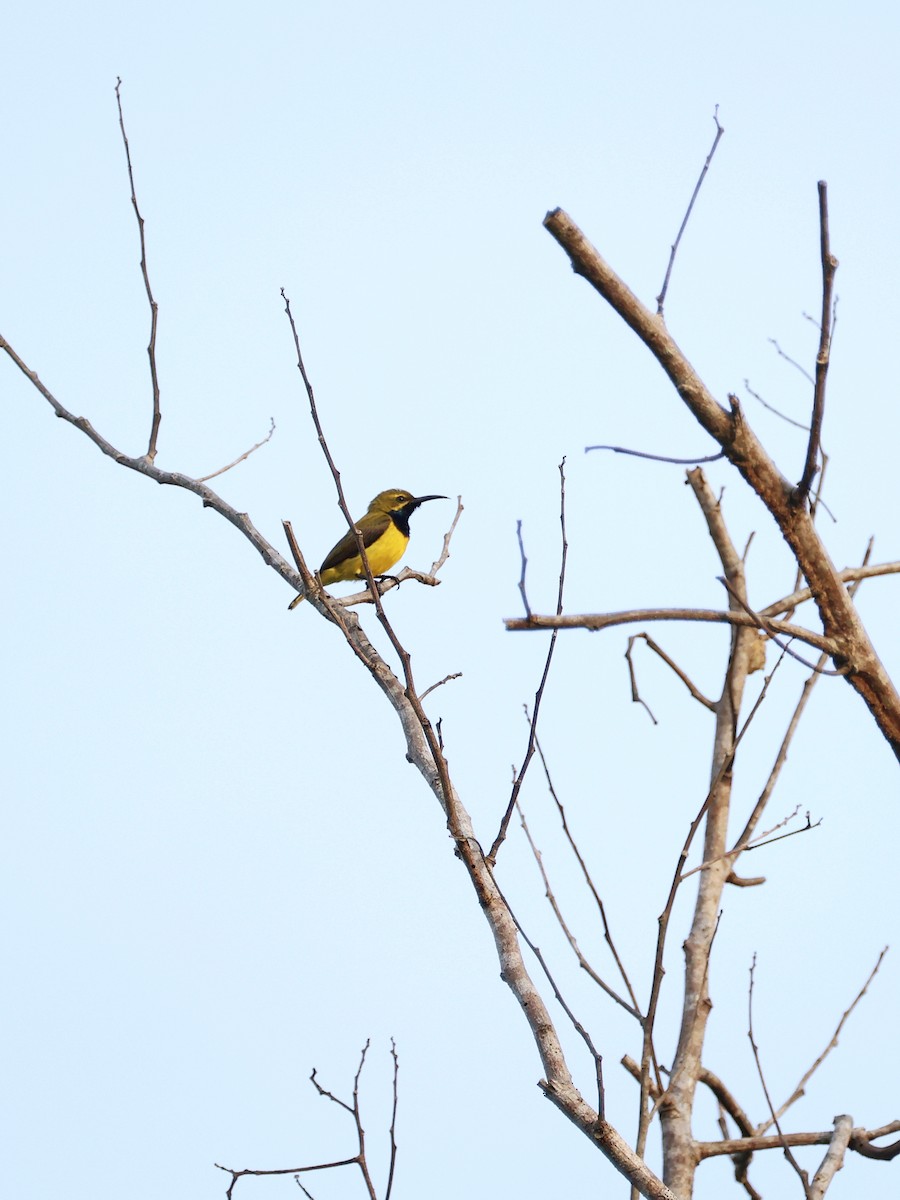 Sahul Sunbird - ML643994292