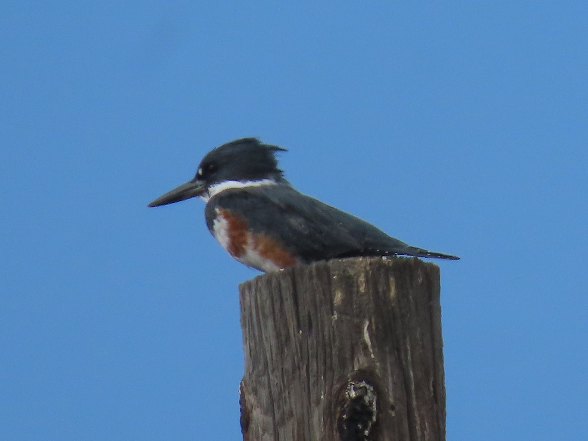 Belted Kingfisher - ML643994293