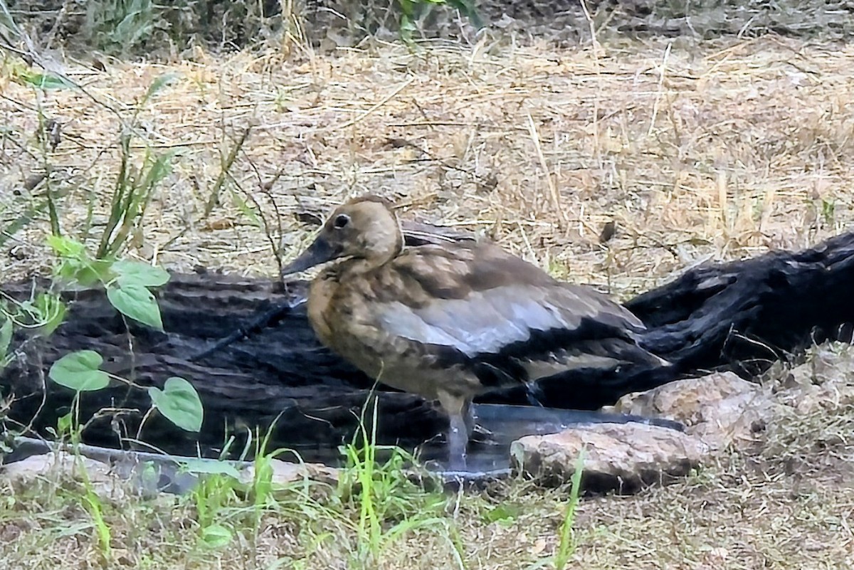 Black-bellied Whistling-Duck - ML643994302
