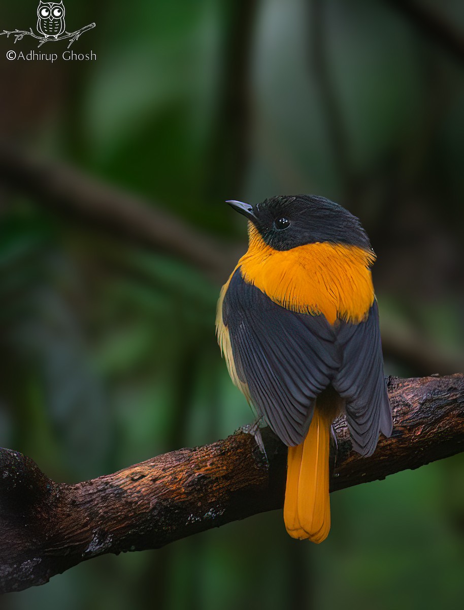 Black-and-orange Flycatcher - ML643994314