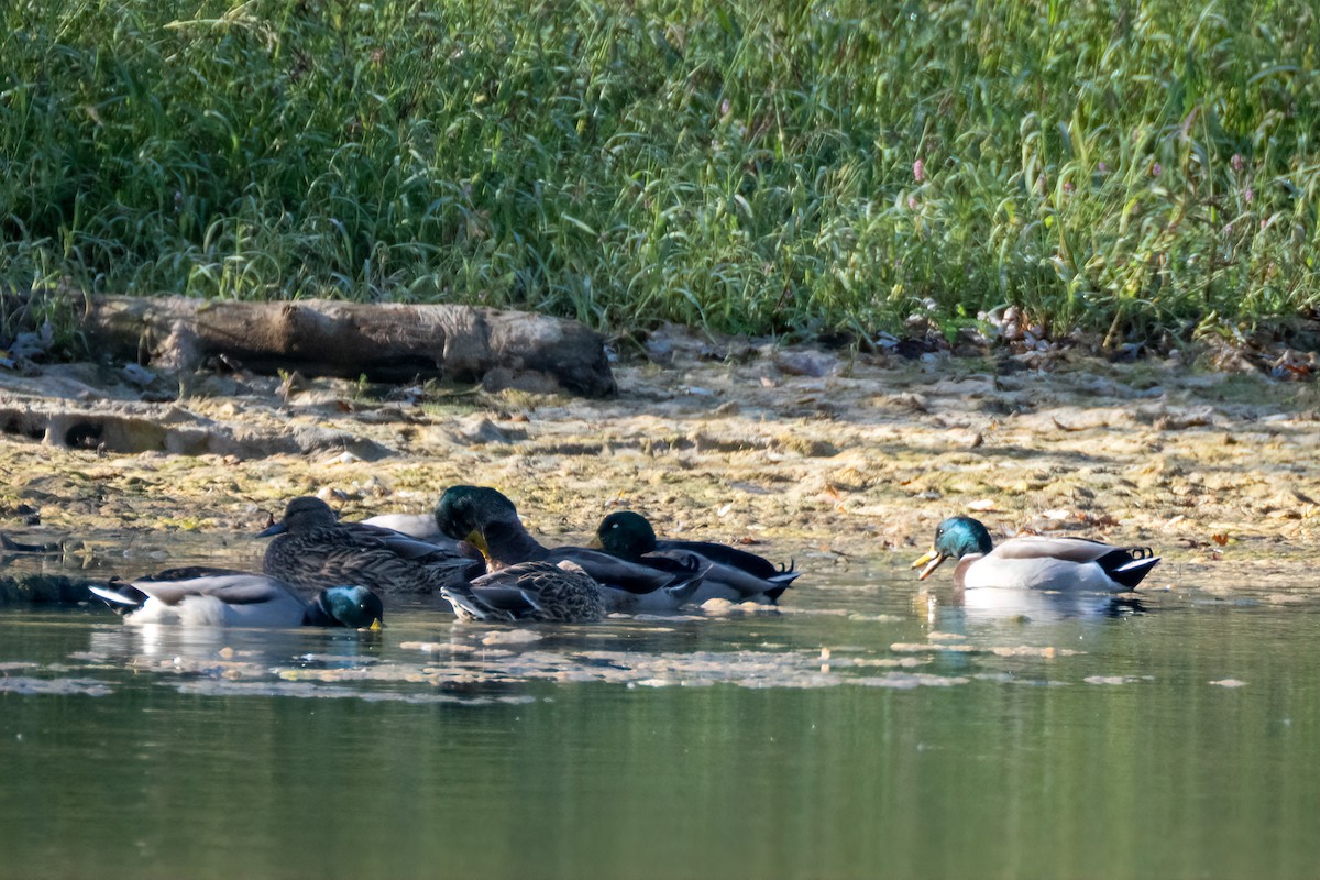 Mallard - ML643994316