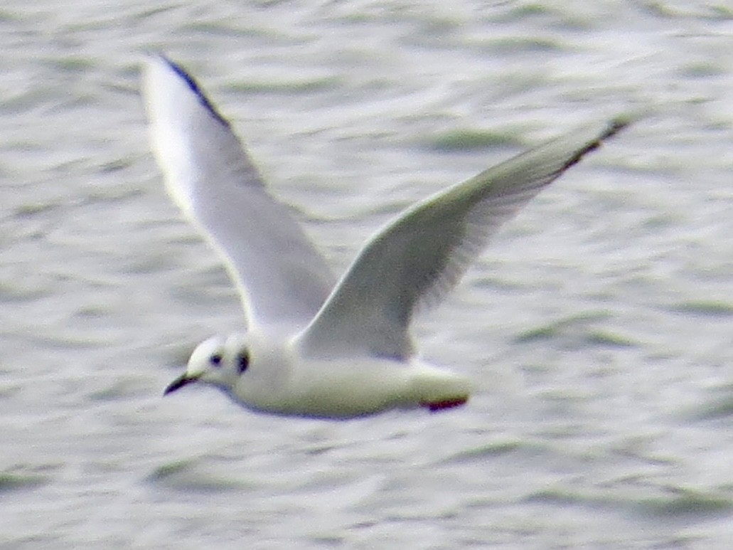 Bonaparte's Gull - ML643994321