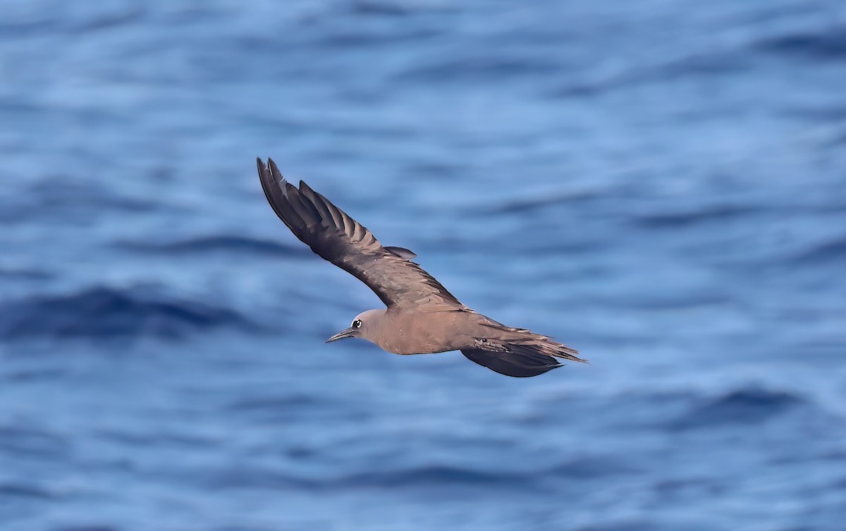 Brown Noddy - ML643994322